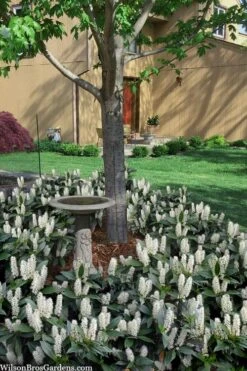 Zabel Laurel (Prunus Laurocersasus 'Zabeliana') - 6 Pack Of 1 Gallon Pots 8 Zabel Laurel (Prunus Laurocersasus 'Zabeliana') - 6 Pack Of 1 Gallon Pots -Garden Wisp Sales Store prunus laurocerasus zabeliana zabel cherry laurel 2