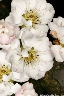 Fragrant Snow Japanese Flowering Apricot (Prunus Mume) - 3 Gallon Pot -Garden Wisp Sales Store prunus mume fragrant snow japanese flowering apricot 10