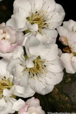 Fragrant Snow Japanese Flowering Apricot (Prunus Mume) - 3 Gallon Pot -Garden Wisp Sales Store prunus mume fragrant snow japanese flowering apricot 2