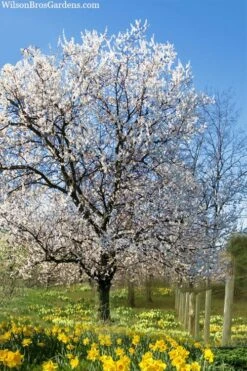 Fragrant Snow Japanese Flowering Apricot (Prunus Mume) - 3 Gallon Pot -Garden Wisp Sales Store prunus mume fragrant snow japanese flowering apricot 7