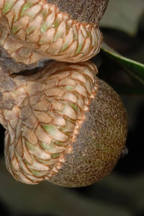 Southern Red Oak Tree (Quercus Falcata) - 3 Pack Of 1.5 Quart Pots 8 Southern Red Oak Tree (Quercus Falcata) - 3 Pack Of 1.5 Quart Pots - Image 8