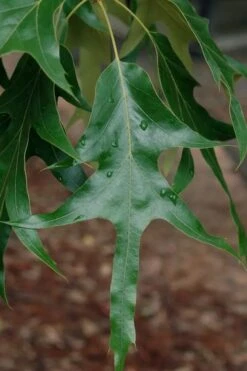 Southern Red Oak Tree (Quercus Falcata) - 3 Pack Of 1.5 Quart Pots