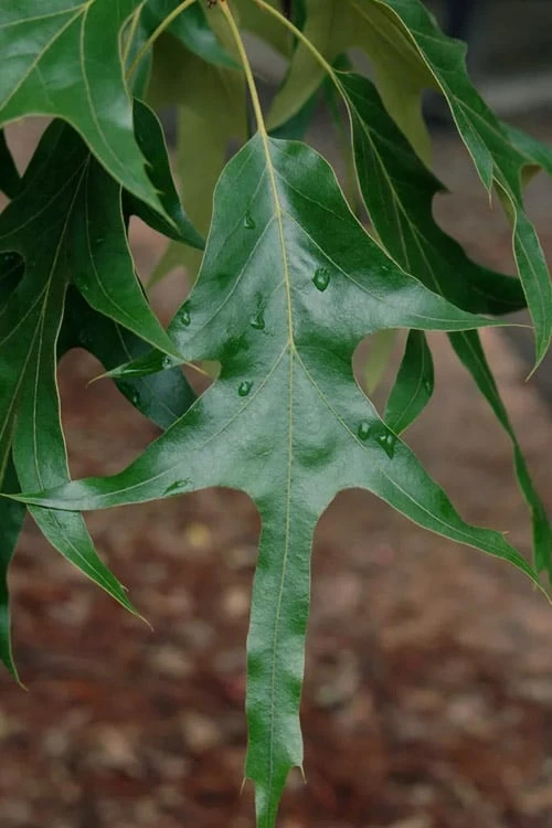 Southern Red Oak Tree (Quercus Falcata) - 3 Pack Of 1.5 Quart Pots 1 Southern Red Oak Tree (Quercus Falcata) - 3 Pack Of 1.5 Quart Pots