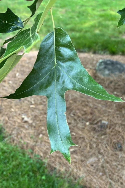 Southern Red Oak Tree (Quercus Falcata) - 3 Pack Of 1.5 Quart Pots 5 Southern Red Oak Tree (Quercus Falcata) - 3 Pack Of 1.5 Quart Pots - Image 5