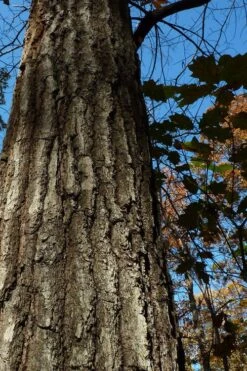 Southern Red Oak Tree (Quercus Falcata) - 3 Pack Of 1.5 Quart Pots 18 Southern Red Oak Tree (Quercus Falcata) - 3 Pack Of 1.5 Quart Pots -Garden Wisp Sales Store quercus falcata southern red oak 4