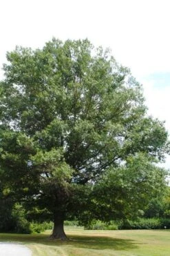 Southern Red Oak Tree (Quercus Falcata) - 3 Pack Of 1.5 Quart Pots 13 Southern Red Oak Tree (Quercus Falcata) - 3 Pack Of 1.5 Quart Pots -Garden Wisp Sales Store quercus falcata southern red oak 5
