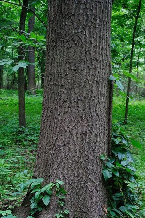 Southern Red Oak Tree (Quercus Falcata) - 3 Pack Of 1.5 Quart Pots 10 Southern Red Oak Tree (Quercus Falcata) - 3 Pack Of 1.5 Quart Pots - Image 10