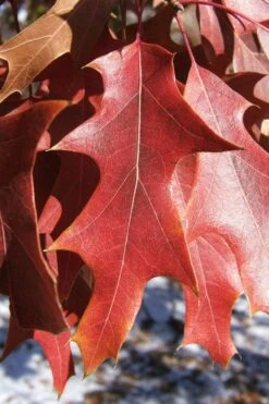 Southern Red Oak Tree (Quercus Falcata) - 3 Pack Of 1.5 Quart Pots 16 Southern Red Oak Tree (Quercus Falcata) - 3 Pack Of 1.5 Quart Pots -Garden Wisp Sales Store quercus falcata southern red oak 7