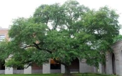 Water Oak Tree (Quercus Nigra) - 3 Gallon Pot -Garden Wisp Sales Store quercus nigra water oak tree 1