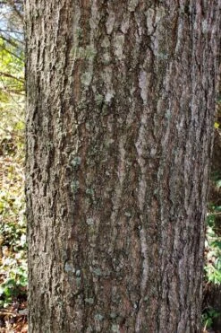 Water Oak Tree (Quercus Nigra) - 3 Gallon Pot -Garden Wisp Sales Store quercus nigra water oak tree 3