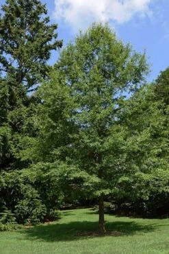Water Oak Tree (Quercus Nigra) - 3 Gallon Pot -Garden Wisp Sales Store quercus nigra water oak tree 5