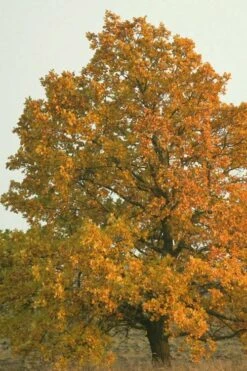 Cherrybark Oak Tree (Quercus Pagoda) - 1 Gallon Pot -Garden Wisp Sales Store quercus pagoda cherrybark oak 10