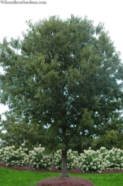 Cherrybark Oak Tree (Quercus Pagoda) - 1 Gallon Pot