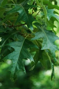 Cherrybark Oak Tree (Quercus Pagoda) - 1 Gallon Pot -Garden Wisp Sales Store quercus pagoda cherrybark oak 2