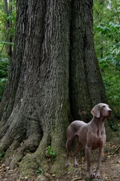 Cherrybark Oak Tree (Quercus Pagoda) - 1 Gallon Pot -Garden Wisp Sales Store quercus pagoda cherrybark oak 5