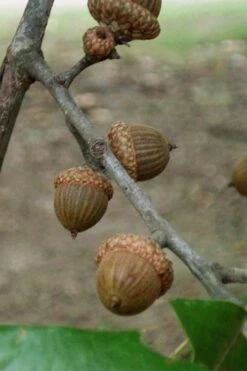 Cherrybark Oak Tree (Quercus Pagoda) - 1 Gallon Pot -Garden Wisp Sales Store quercus pagoda cherrybark oak 7