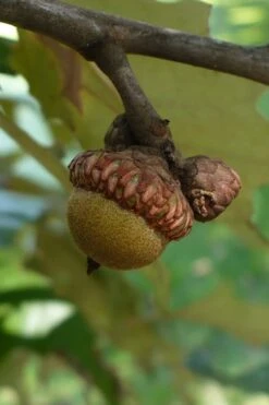 Cherrybark Oak Tree (Quercus Pagoda) - 1 Gallon Pot -Garden Wisp Sales Store quercus pagoda cherrybark oak 9