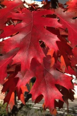 Northern Red Oak Tree (Quercus Rubra) - 3 Gallon Pot -Garden Wisp Sales Store quercus rubra northern red oak tree 3