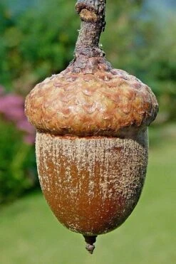 Northern Red Oak Tree (Quercus Rubra) - 3 Gallon Pot -Garden Wisp Sales Store quercus rubra northern red oak tree 4