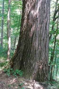Northern Red Oak Tree (Quercus Rubra) - 3 Gallon Pot -Garden Wisp Sales Store quercus rubra northern red oak tree 5