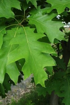 Northern Red Oak Tree (Quercus Rubra) - 3 Gallon Pot -Garden Wisp Sales Store quercus rubra northern red oak tree 6