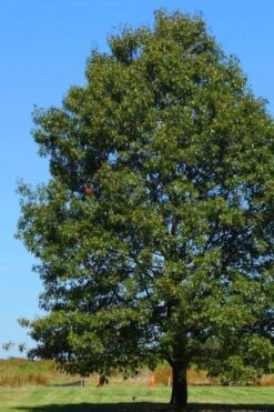 Northern Red Oak Tree (Quercus Rubra) - 3 Gallon Pot -Garden Wisp Sales Store quercus rubra northern red oak tree 7