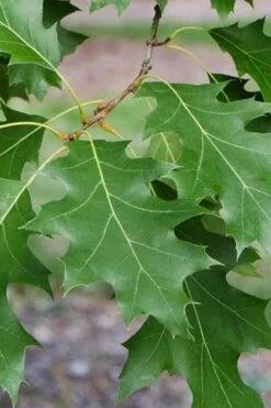 Shumard Red Oak Tree (Quercus Shumardii) - 3 Gallon Pot -Garden Wisp Sales Store quercus shumardii shumard red oak 2