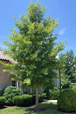 Shumard Red Oak Tree (Quercus Shumardii) - 3 Gallon Pot -Garden Wisp Sales Store quercus shumardii shumard red oak 3