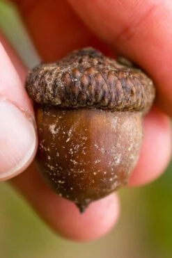 Shumard Red Oak Tree (Quercus Shumardii) - 3 Gallon Pot -Garden Wisp Sales Store quercus shumardii shumard red oak 5