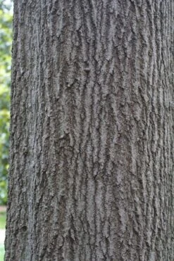 Shumard Red Oak Tree (Quercus Shumardii) - 3 Gallon Pot -Garden Wisp Sales Store quercus shumardii shumard red oak 6