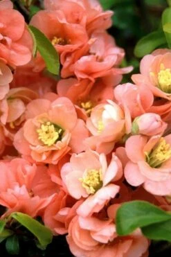 Cameo Flowering Quince - 2 Gallon Pot -Garden Wisp Sales Store quince cameo bloom 1