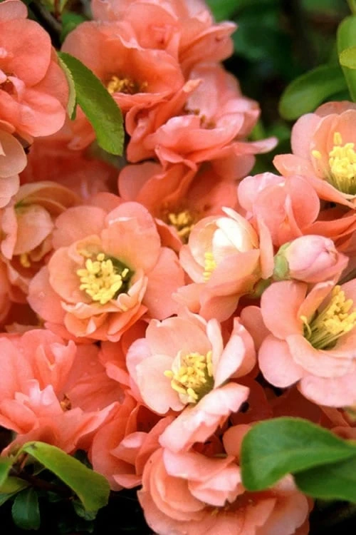 Cameo Flowering Quince - 3 Gallon Pot 4 Cameo Flowering Quince - 3 Gallon Pot - Image 4