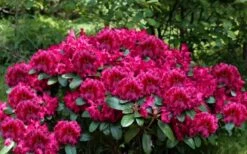 Besse Howells Rhododendron - 3 Gallon Pot -Garden Wisp Sales Store rhododendron besse howells 6