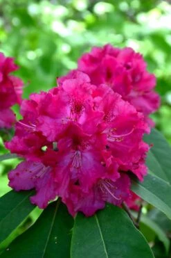 Besse Howells Rhododendron - 3 Gallon Pot -Garden Wisp Sales Store rhododendron besse howells 8