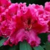 Besse Howells Rhododendron - 3 Gallon Pot