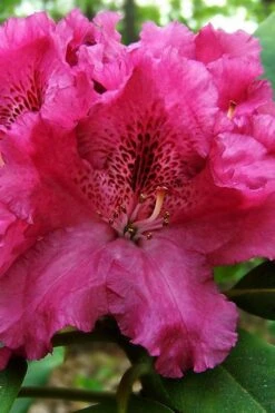 Besse Howells Rhododendron - 3 Gallon Pot -Garden Wisp Sales Store rhododendron bessie howells 100