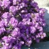 Purple Gem Dwarf Rhododendron - 1 Gallon Pot