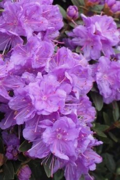 Purple Gem Dwarf Rhododendron - 1 Gallon Pot -Garden Wisp Sales Store rhododendron purple gem 3