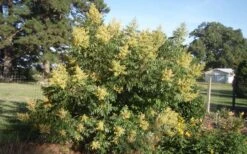 Shining Winged Sumac (Rhus Copallinum) - 1 Gallon Pot 24 Shining Winged Sumac (Rhus Copallinum) - 1 Gallon Pot -Garden Wisp Sales Store rhus copallinum shining sumac 1