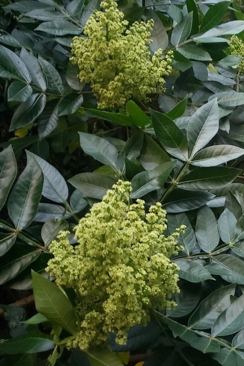Shining Winged Sumac (Rhus Copallinum) - 1 Gallon Pot 9 Shining Winged Sumac (Rhus Copallinum) - 1 Gallon Pot - Image 9