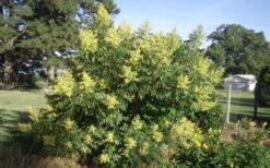 Shining Winged Sumac (Rhus Copallinum) - 1 Gallon Pot 18 Shining Winged Sumac (Rhus Copallinum) - 1 Gallon Pot -Garden Wisp Sales Store rhus copallinum shining sumac 11