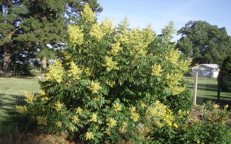 Shining Winged Sumac (Rhus Copallinum) - 1 Gallon Pot 6 Shining Winged Sumac (Rhus Copallinum) - 1 Gallon Pot - Image 6