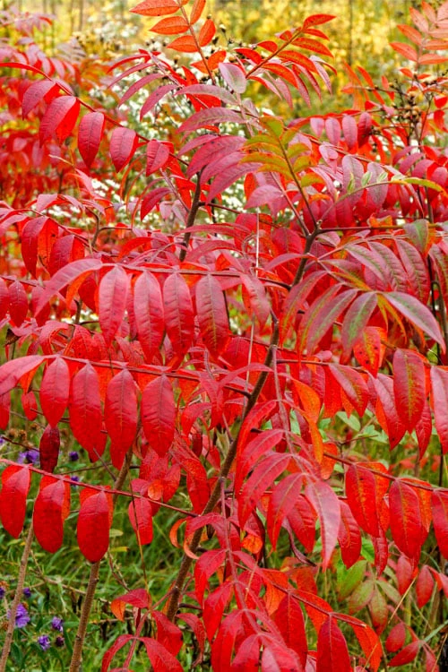 Shining Winged Sumac (Rhus Copallinum) - 1 Gallon Pot 8 Shining Winged Sumac (Rhus Copallinum) - 1 Gallon Pot - Image 8
