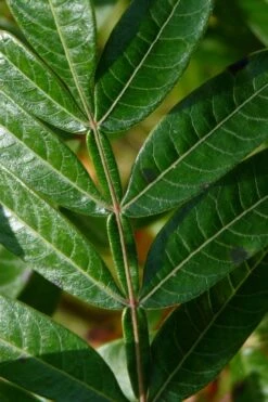 Shining Winged Sumac (Rhus Copallinum) - 1 Gallon Pot 25 Shining Winged Sumac (Rhus Copallinum) - 1 Gallon Pot -Garden Wisp Sales Store rhus copallinum shining sumac 18