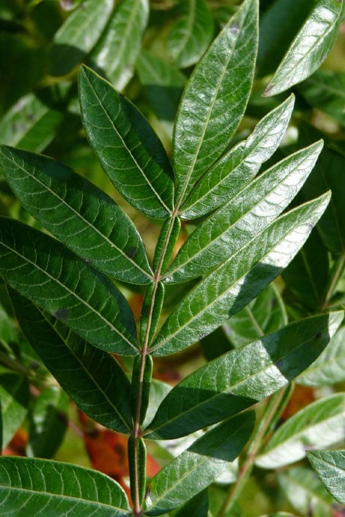 Shining Winged Sumac (Rhus Copallinum) - 1 Gallon Pot 5 Shining Winged Sumac (Rhus Copallinum) - 1 Gallon Pot - Image 5