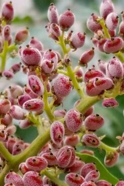 Shining Winged Sumac (Rhus Copallinum) - 1 Gallon Pot 22 Shining Winged Sumac (Rhus Copallinum) - 1 Gallon Pot -Garden Wisp Sales Store rhus copallinum shining sumac 7