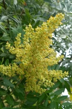 Shining Winged Sumac (Rhus Copallinum) - 1 Gallon Pot 16 Shining Winged Sumac (Rhus Copallinum) - 1 Gallon Pot -Garden Wisp Sales Store rhus copallinum shining sumac 8