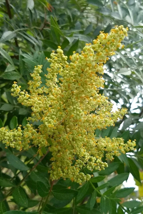 Shining Winged Sumac (Rhus Copallinum) - 1 Gallon Pot 4 Shining Winged Sumac (Rhus Copallinum) - 1 Gallon Pot - Image 4
