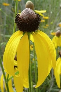 Grey Headed Coneflower (Ratibida Pinnata) - 6 Pack Of 1 Gallon Pots -Garden Wisp Sales Store ritibida pinnata grey headed coneflower 1