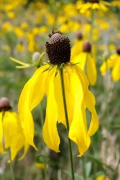 Grey Headed Coneflower (Ratibida Pinnata) - 6 Pack Of 1 Gallon Pots -Garden Wisp Sales Store ritibida pinnata grey headed coneflower 10